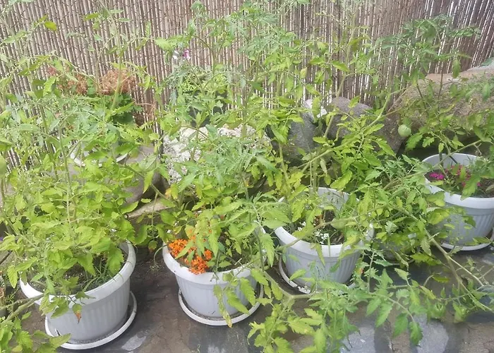 Antique 3* Созопол